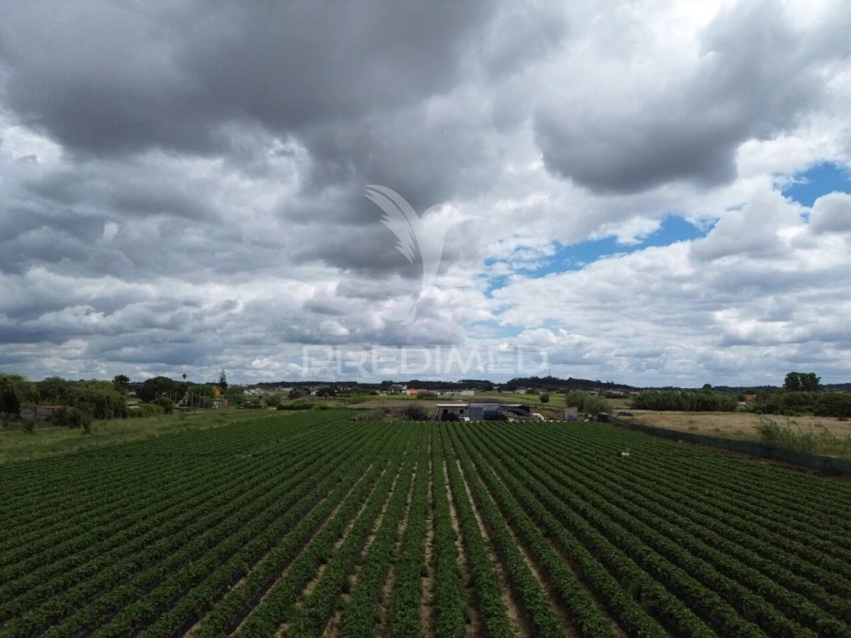 Terreno para Venda em Alpiarça Foto 5