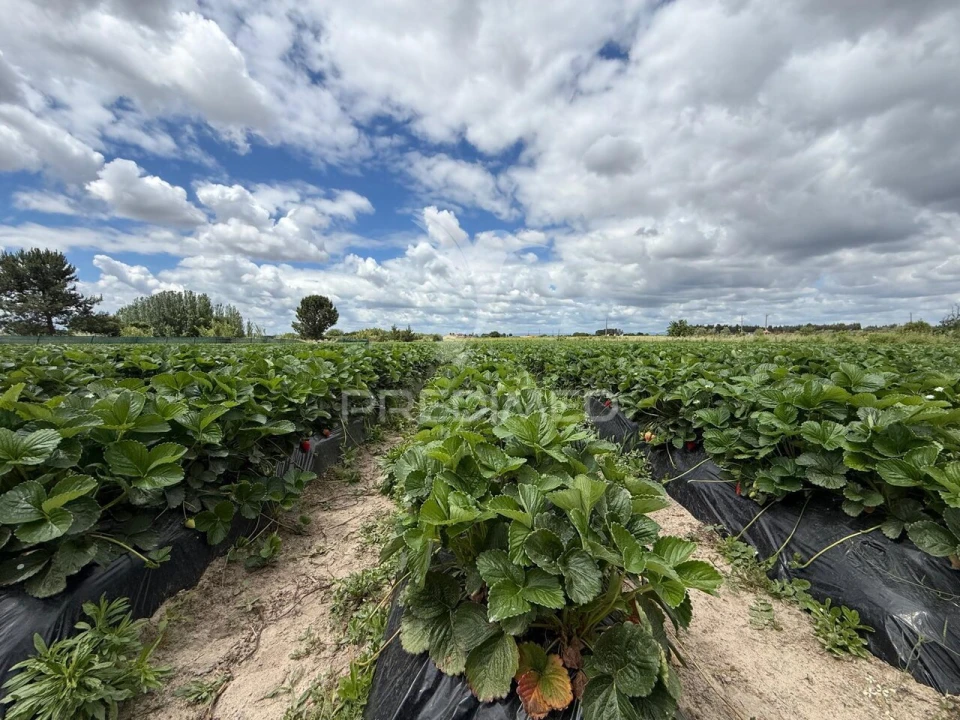 Terreno para Venda em Alpiarça Foto 21