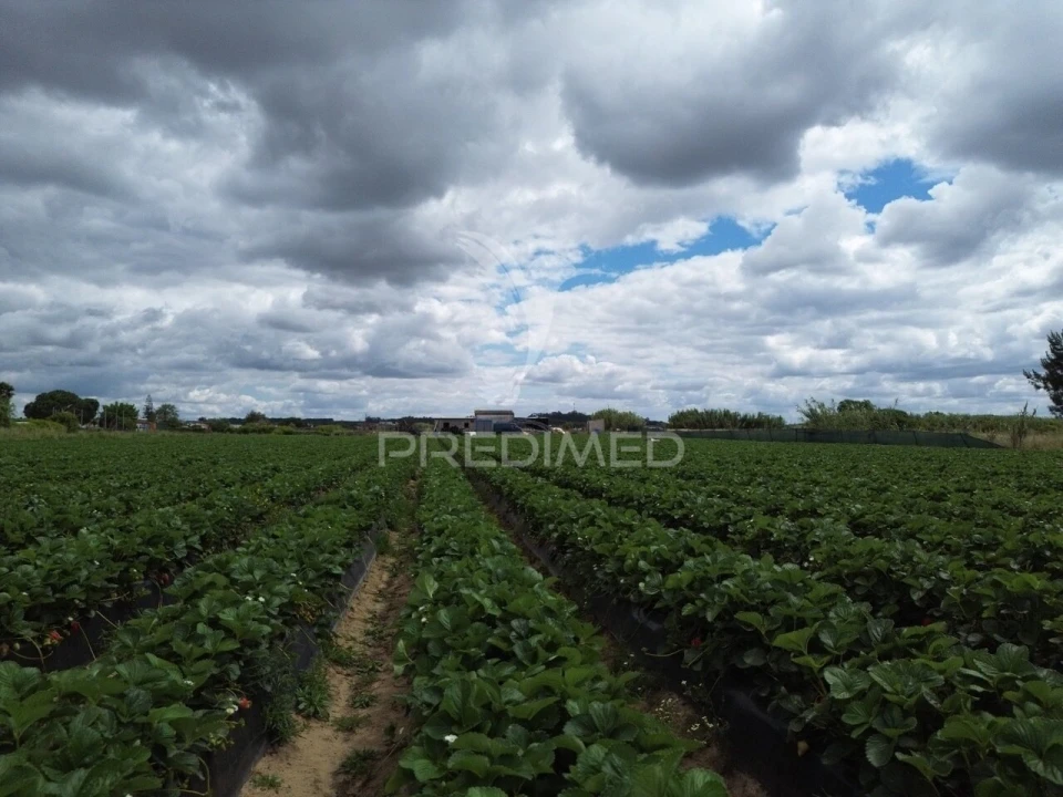 Terreno para Venda em Alpiarça Foto 6