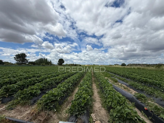 Terreno para Venda em Alpiarça Foto 23
