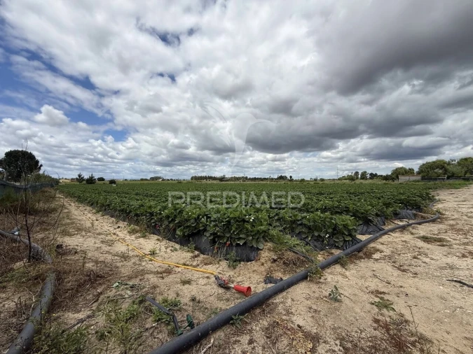 Terreno para Venda em Alpiarça Foto 25
