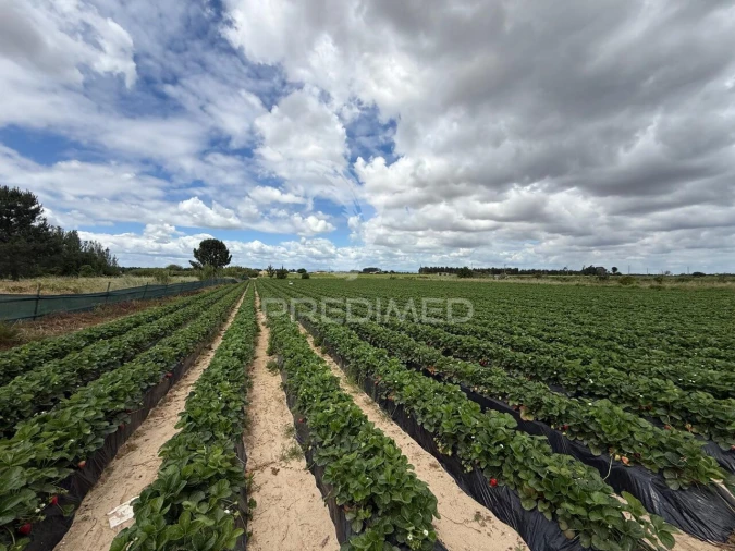 Terreno para Venda em Alpiarça Foto 28