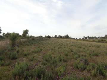 Terreno para Venda em São Miguel de Acha