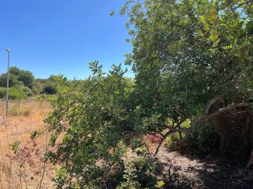 Terreno para Venda em Ferreiras