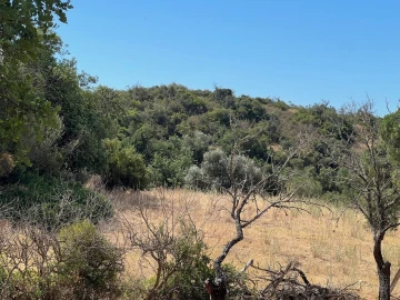 Terreno para Venda em Ferreiras