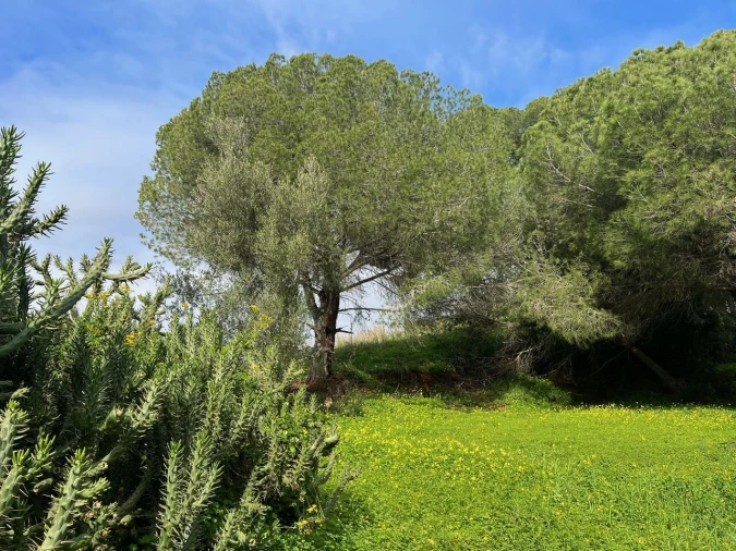 Terreno para Venda em Guia Foto 4
