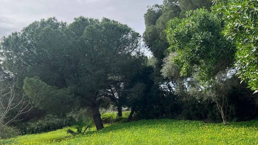 Terreno para Venda em Guia