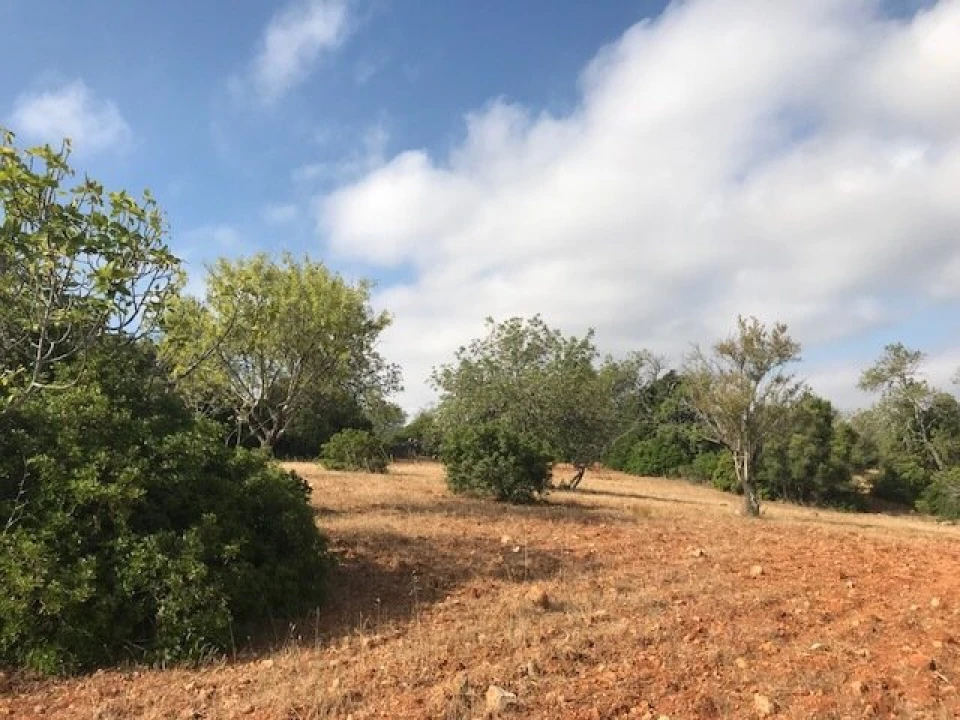 Terreno para Venda em Ferreiras Foto 4
