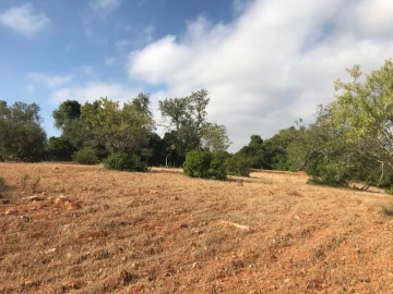 Terreno para Venda em Ferreiras