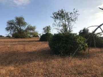 Terreno para Venda em Ferreiras