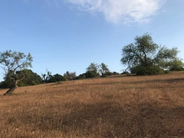 Terreno para Venda em Ferreiras