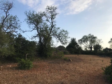 Terreno para Venda em Ferreiras