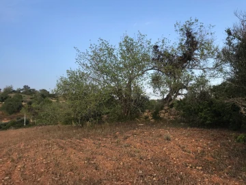 Terreno para Venda em Ferreiras