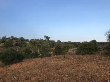 Terreno para Venda em Ferreiras