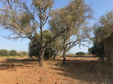 Terreno para Venda em Algoz e Tunes
