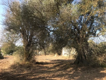 Terreno para Venda em Algoz e Tunes