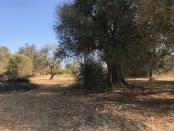 Terreno para Venda em Algoz e Tunes