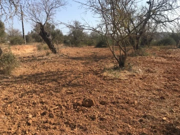 Terreno para Venda em Algoz e Tunes