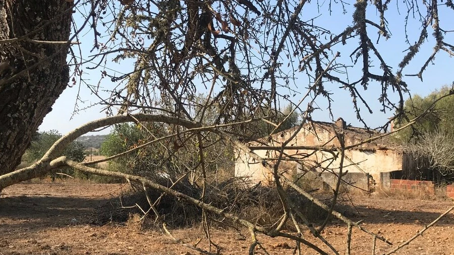 Terreno para Venda em Algoz e Tunes