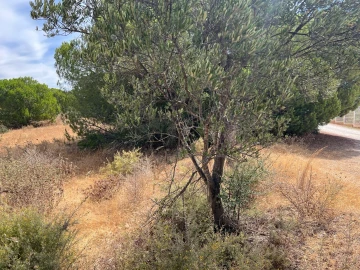 Terreno para Venda em Ferreiras