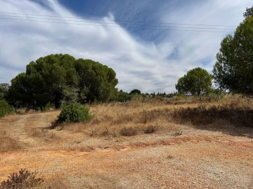 Terreno para Venda em Ferreiras