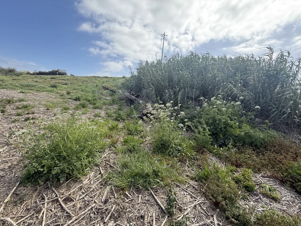 Terreno para Venda em Atouguia da Baleia Foto 11