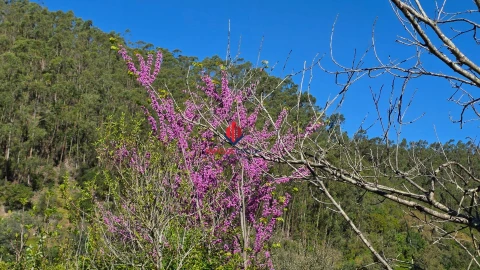 Terreno Agricola ou Rústico para Venda em Marmelete