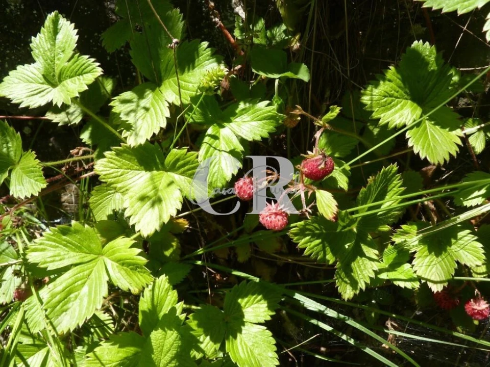 Moradia T3 para Venda em Pedrogão Grande Foto 35