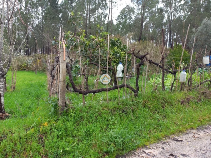 Terreno para Venda em Semide e Rio Vide Foto 9