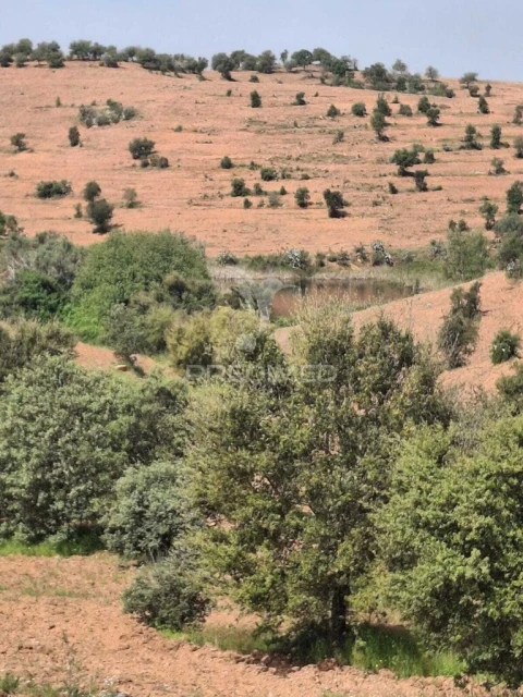 Terreno para Venda em Mertola