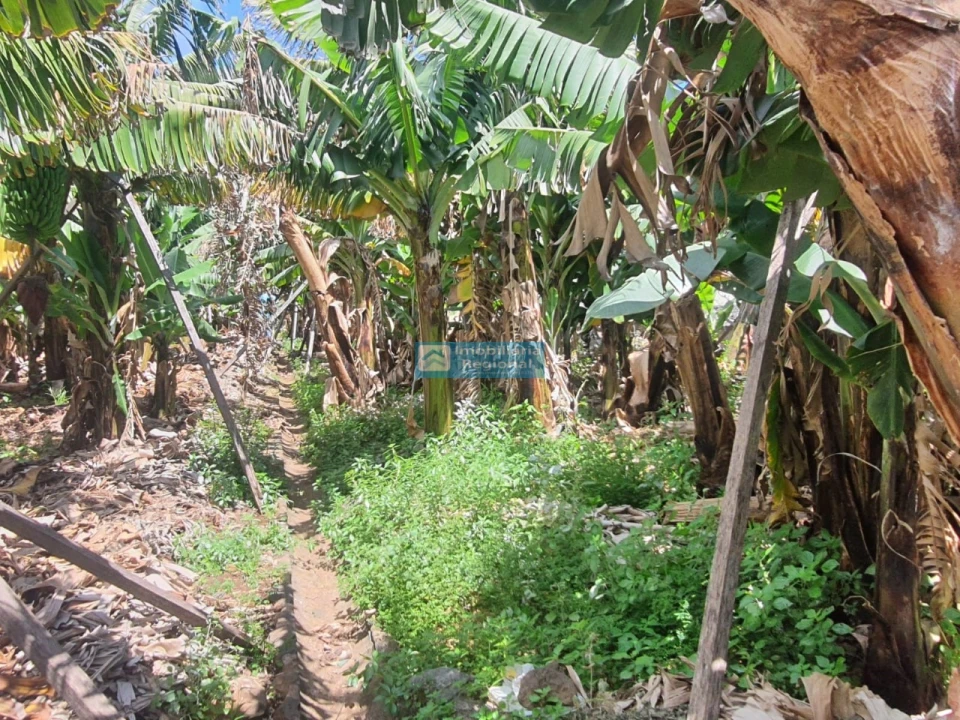 Terreno para Venda em São Martinho Foto 3