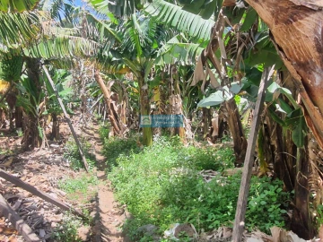 Terreno para Venda em São Martinho