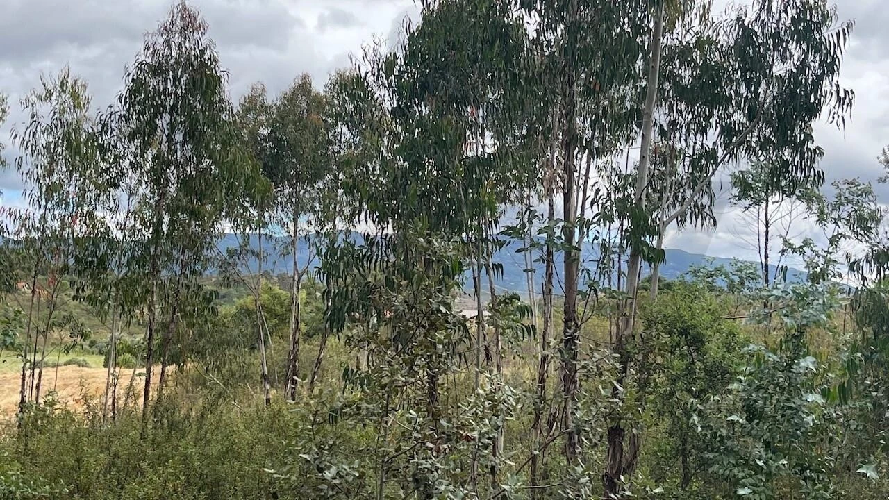 Terreno para Venda em Mexilhoeira Grande Foto 9