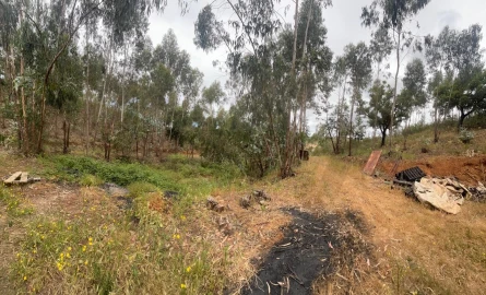 Terreno para Venda em Mexilhoeira Grande