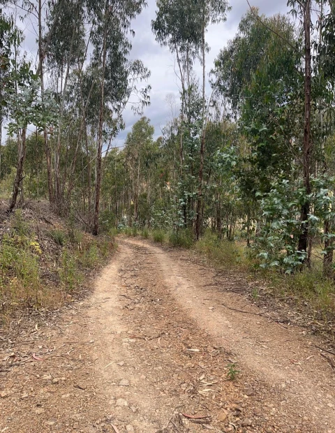 Terreno para Venda em Mexilhoeira Grande