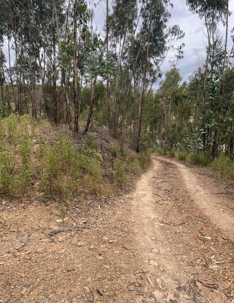 Terreno para Venda em Mexilhoeira Grande