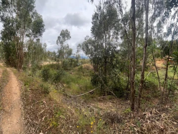 Terreno para Venda em Mexilhoeira Grande