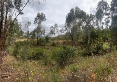 Terreno para Venda em Mexilhoeira Grande