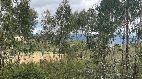 Terreno para Venda em Mexilhoeira Grande
