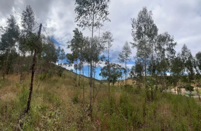 Terreno para Venda em Mexilhoeira Grande