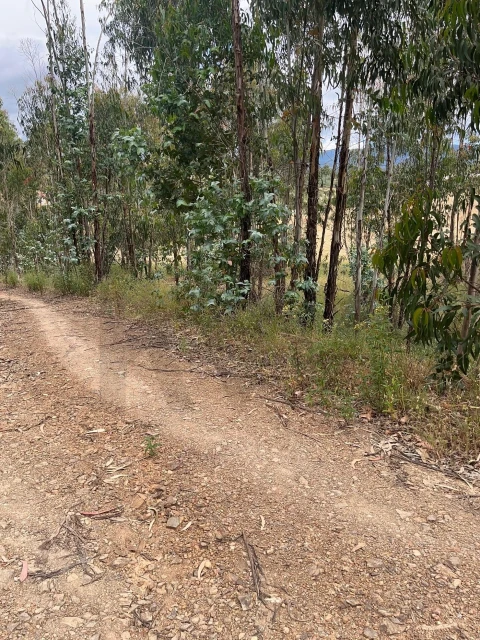 Terreno para Venda em Mexilhoeira Grande