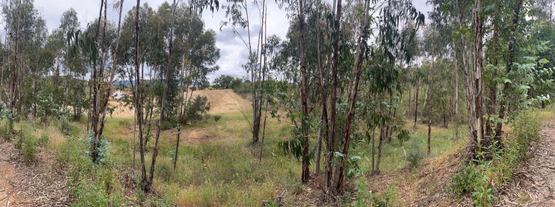 Terreno para Venda em Mexilhoeira Grande Foto 25