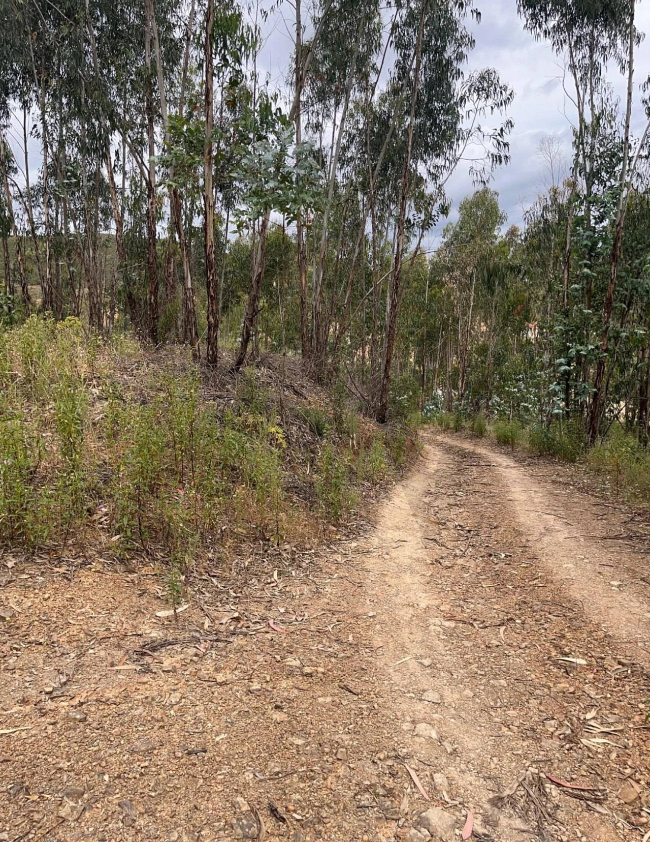 Terreno para Venda em Mexilhoeira Grande Foto 7