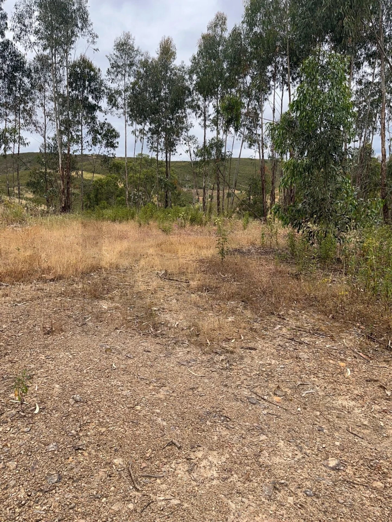 Terreno para Venda em Mexilhoeira Grande Foto 2