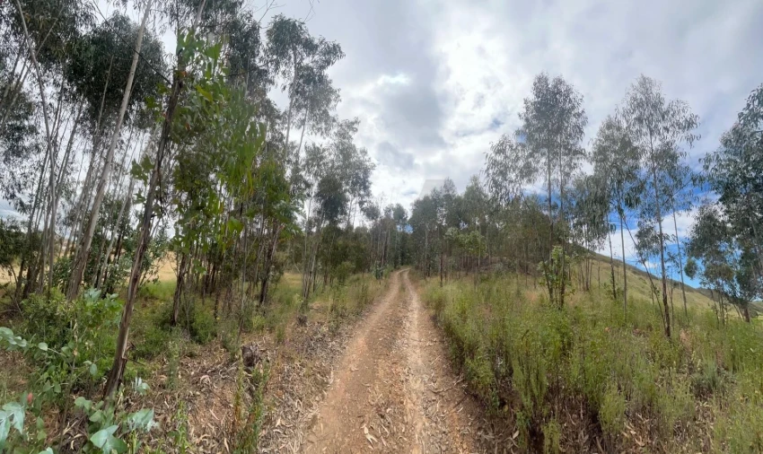 Terreno para Venda em Mexilhoeira Grande Foto 18
