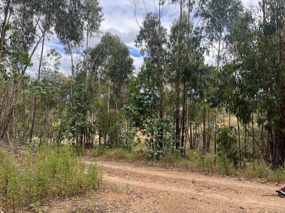 Terreno para Venda em Mexilhoeira Grande Foto 1