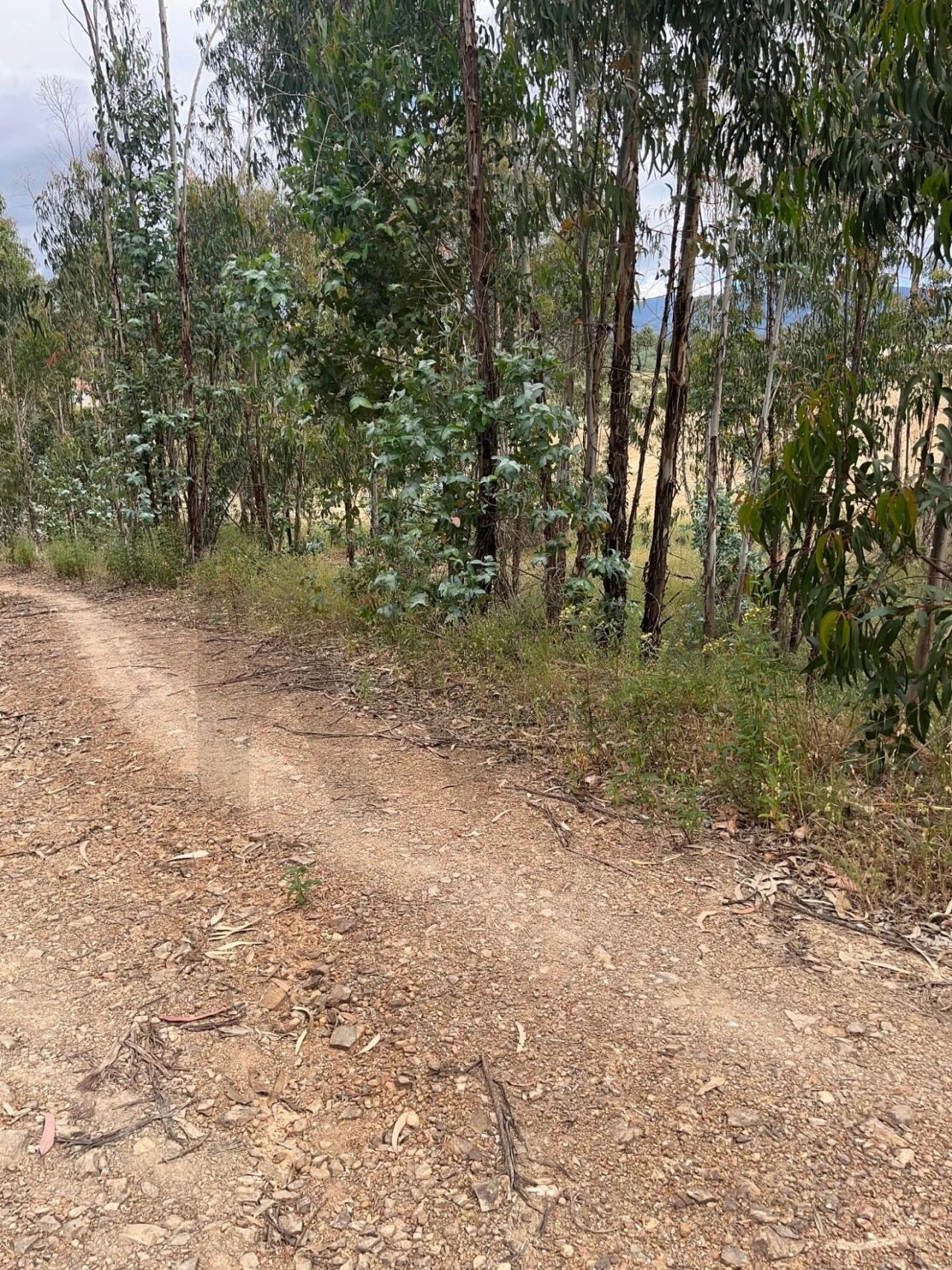 Terreno para Venda em Mexilhoeira Grande Foto 5