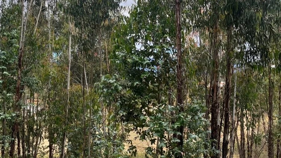 Terreno para Venda em Mexilhoeira Grande