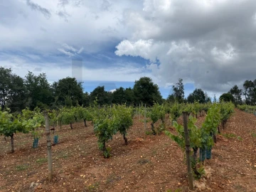 Terreno para Venda em Antuzede e Vil de Matos