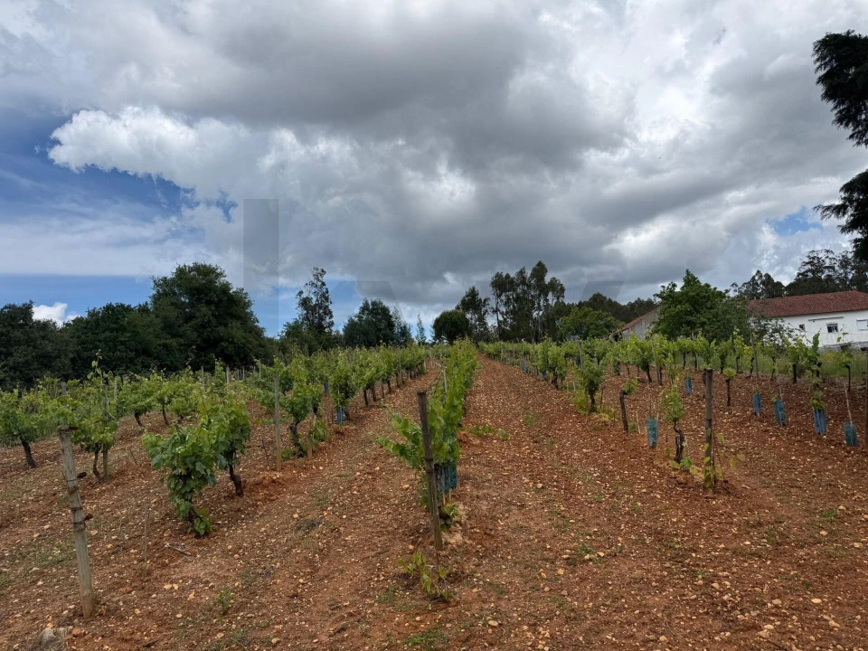 Terreno para Venda em Antuzede e Vil de Matos Foto 4